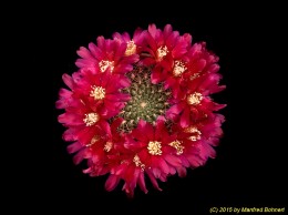 Sulcorebutia santiaginiensis HS26 2216